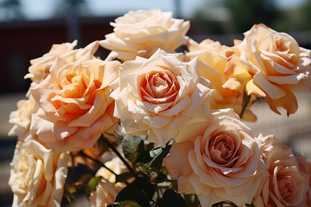 一束盛开的玫瑰花背景图片