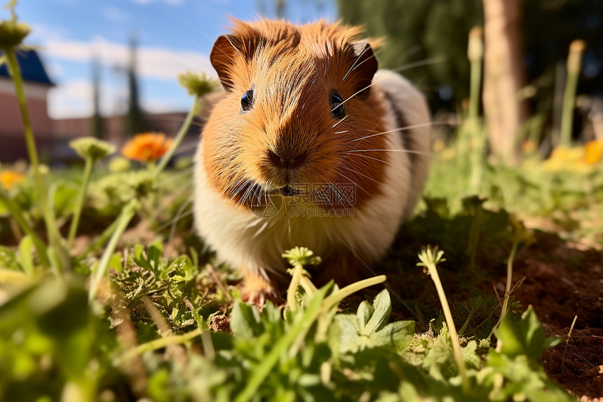 可爱的豚鼠在草地上图片