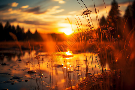 日落下的朦胧沼泽背景图片