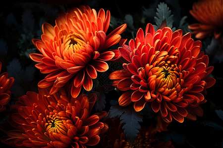 光彩夺目的菊花花朵背景图片