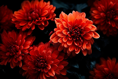 黑暗中绽放的菊花花朵背景图片