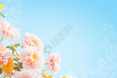 清新自然的粉色菊花花海背景图片
