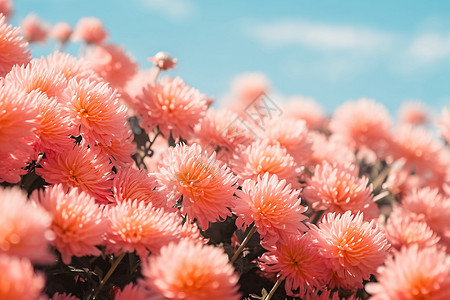 盛开的菊花花海背景图片