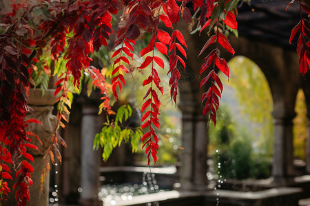 秋季乡村公园的枫叶背景图片