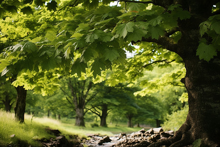 郁郁葱葱的夏季森林公园景观背景图片