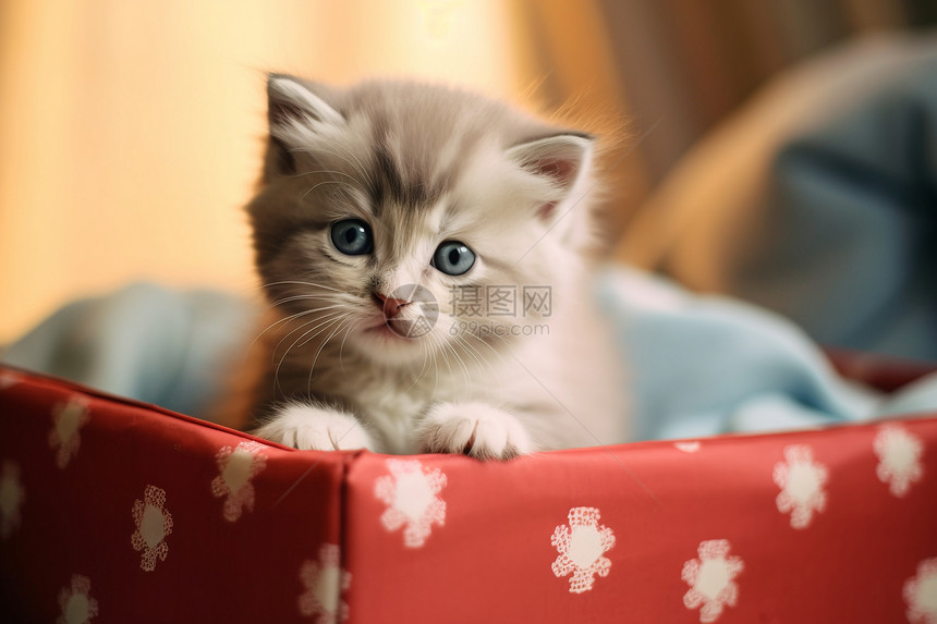小猫咪在红盒子里图片