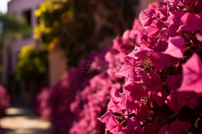 粉红色花朵绽放图片