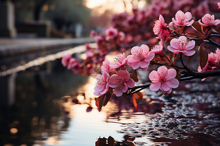 粉色花朵倒映在宁静的江边图片