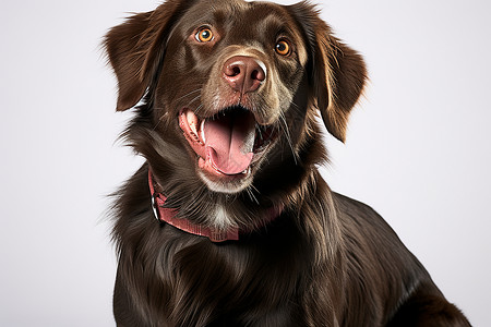 舌头伸出的狗狗背景图片