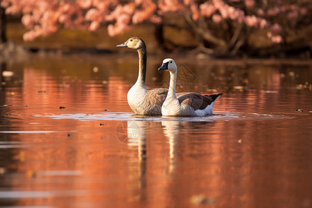 湖水中两只鹅高清图片