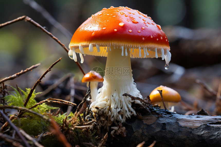 荒野中生长的蘑菇图片