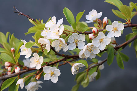 果园中盛开的梨花背景图片
