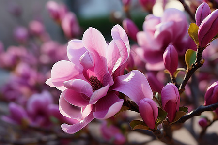 枝头盛开的粉色木兰花背景图片