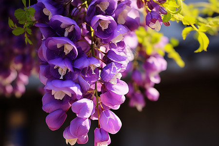 枝头盛开的紫色花穗背景图片