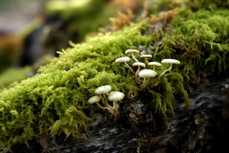 一群蘑菇的自然细节高清图片