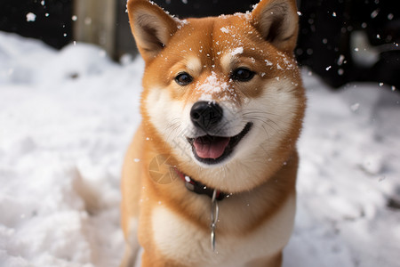 雪中微笑的柴犬背景图片