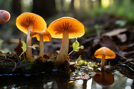 小群蘑菇的森林中高清图片