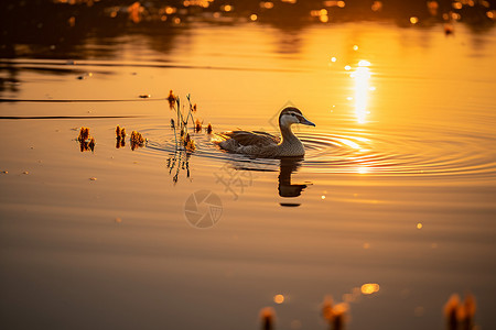 日落时湖面上有一只鸭子背景图片