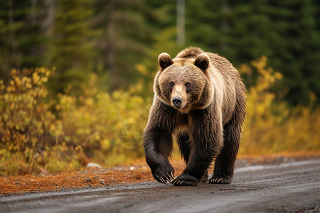 灰棕色道路上的棕色熊背景