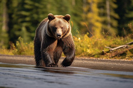 保护区中的一只熊背景图片