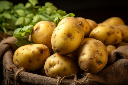 新鲜挖掘的土豆背景图片