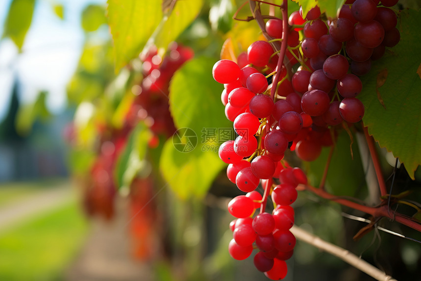 阳光下美丽的红葡萄串图片