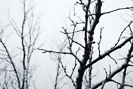 冬日的树林背景图片