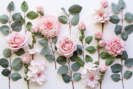新鲜浪漫的玫瑰花花朵背景图片