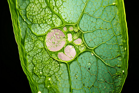细胞生物学显微镜下的植物背景