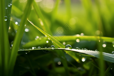 绿色小草的雨滴背景图片