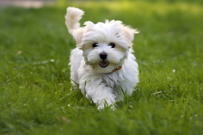 草坪上奔跑的小狗图片