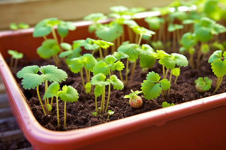 盆栽的草莓幼苗背景图片