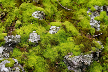 青苔石户外石头上的苔藓背景