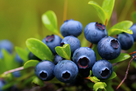 生长的农业蓝莓背景图片