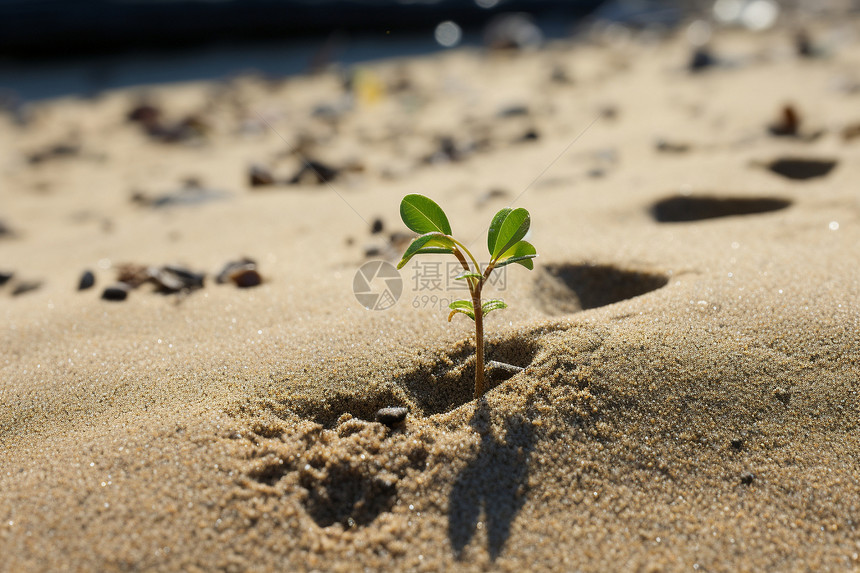 海滩上一个小植物图片