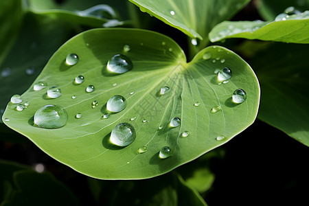 水滴润湿的绿叶背景图片