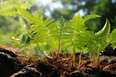 森林中生长的一株植物背景图片