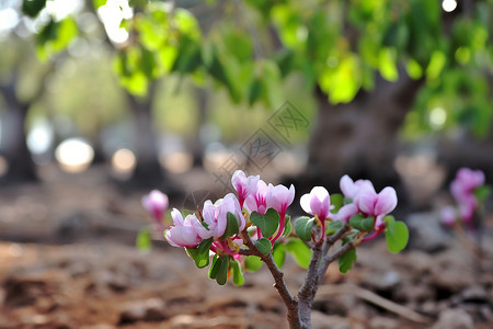 春季公园中绽放的美丽花朵背景图片