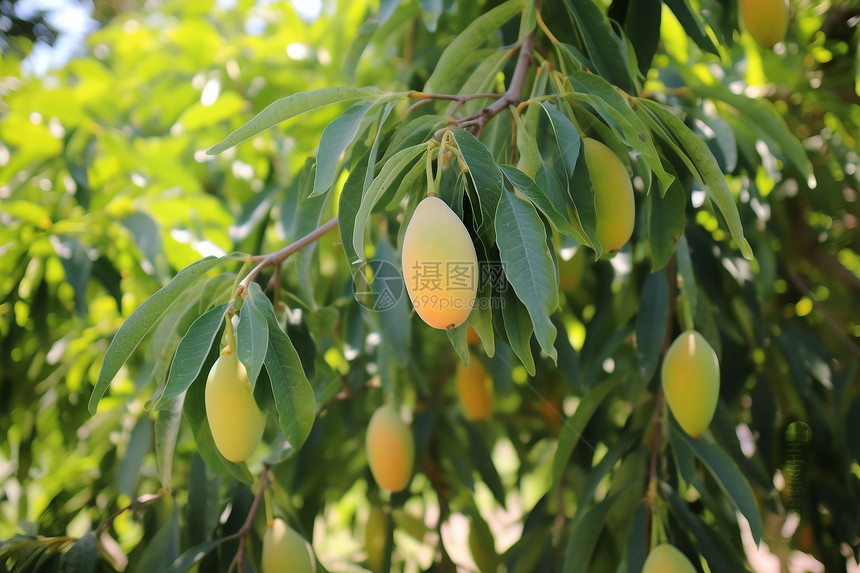 乡村农业种植的芒果果园图片