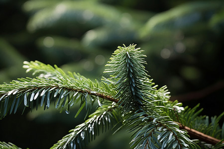 冬季的杉树背景图片
