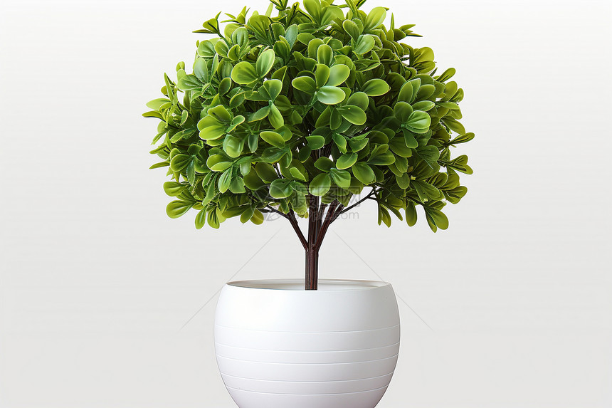 白色花瓶植物图片