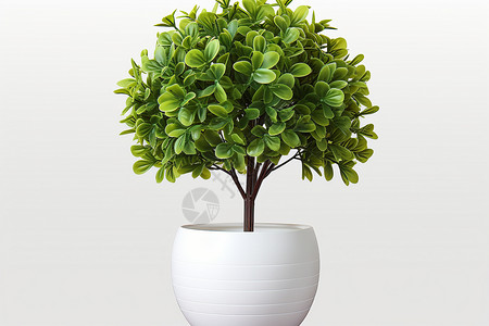 白色花瓶植物背景图片