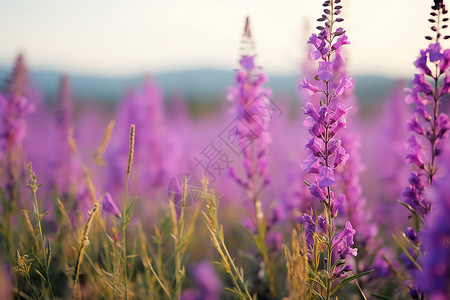 田野中绽放的紫色花海背景图片