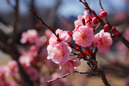 春天美丽的桃花背景图片