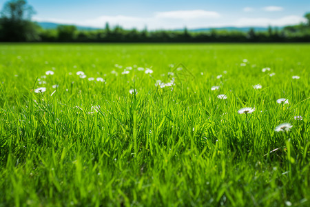 草坪上的小花背景图片