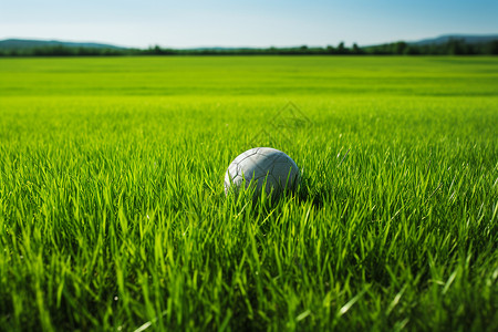 草地上的白球背景图片