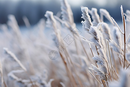 小草身上的白霜背景图片