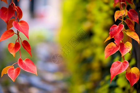 红黄藤蔓背景图片