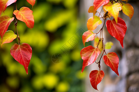 红黄枝叶背景图片