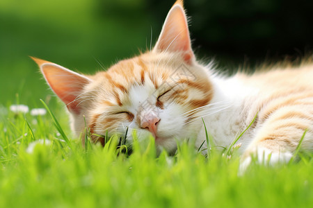 睡草地小猫静睡花园背景